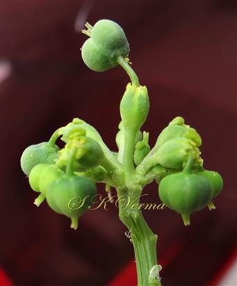  Inflorescence (Lateral view)